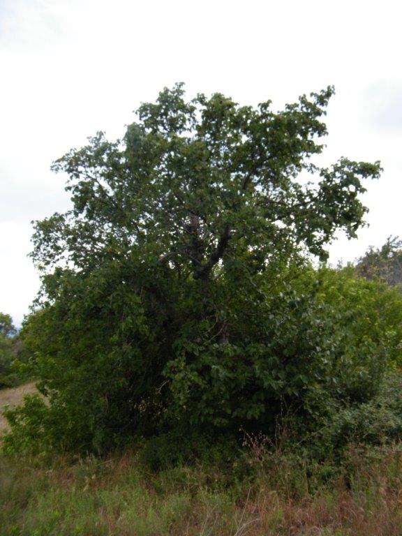 Albero di gelso nero