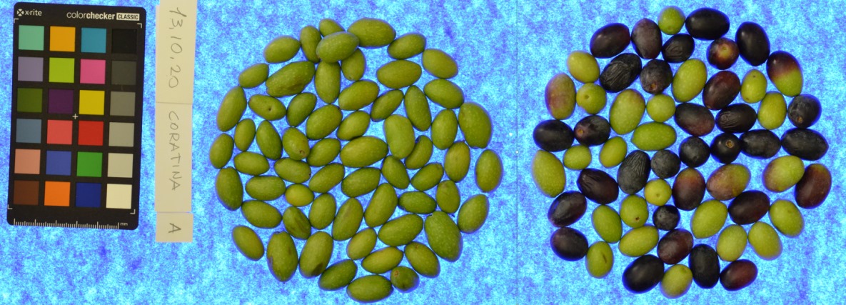 Fig. 2 Campioni di olive (Coratina a sinistra, Frantoio a destra) a diverso livello di invaiatura al 13.10.2020.  La foto è stata acquisita in presenza del “colorchecker” necessario per la standardizzazione dei vari colori delle olive.
