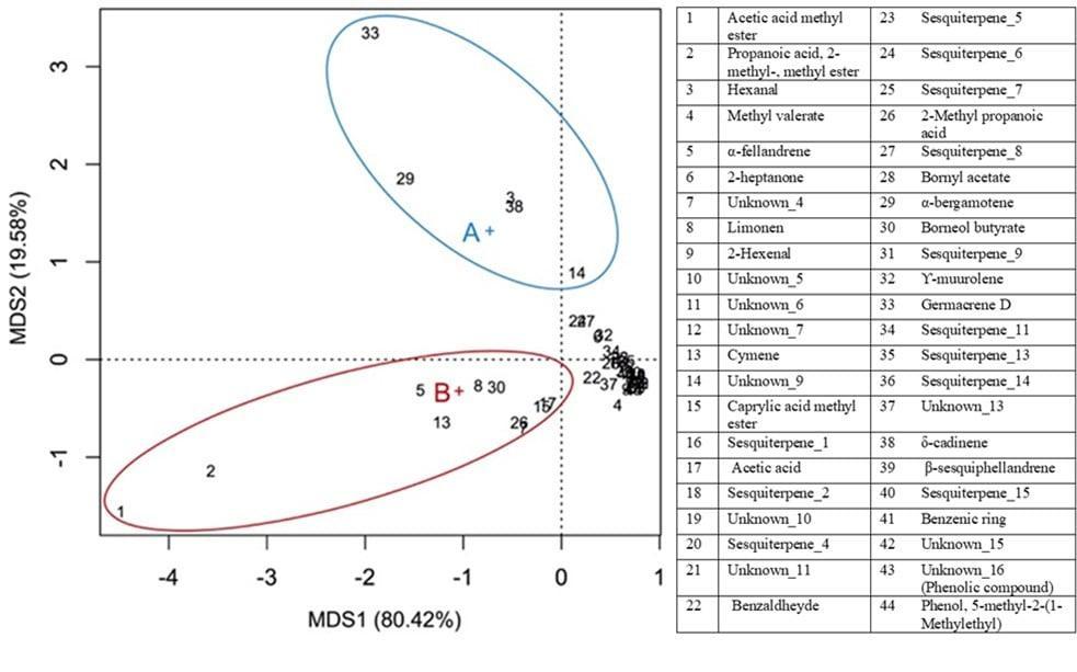 Figura 4. Biplot MDS delle sostanze volatili ritrovate in quantità significativamente diversa nell'arnica selvatica e coltivata. La croce blu e la croce rossa indicano rispettivamente l'arnica selvatica (A) e coltivata (B). I composti che caratterizzano l'arnica selvatica e quelli che caratterizzano l'arnica commerciale sono evidenziati rispettivamente con ellissi blu e rosse. I codici numerici si riferiscono al composto mostrato nella tabella.