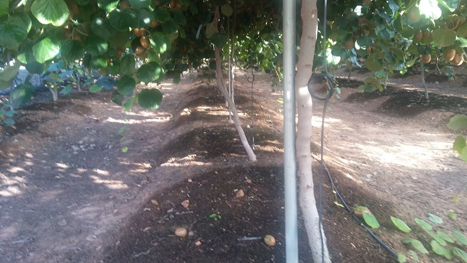 Impianto di irrigazione a goccia in una piantagione di Kiwi 