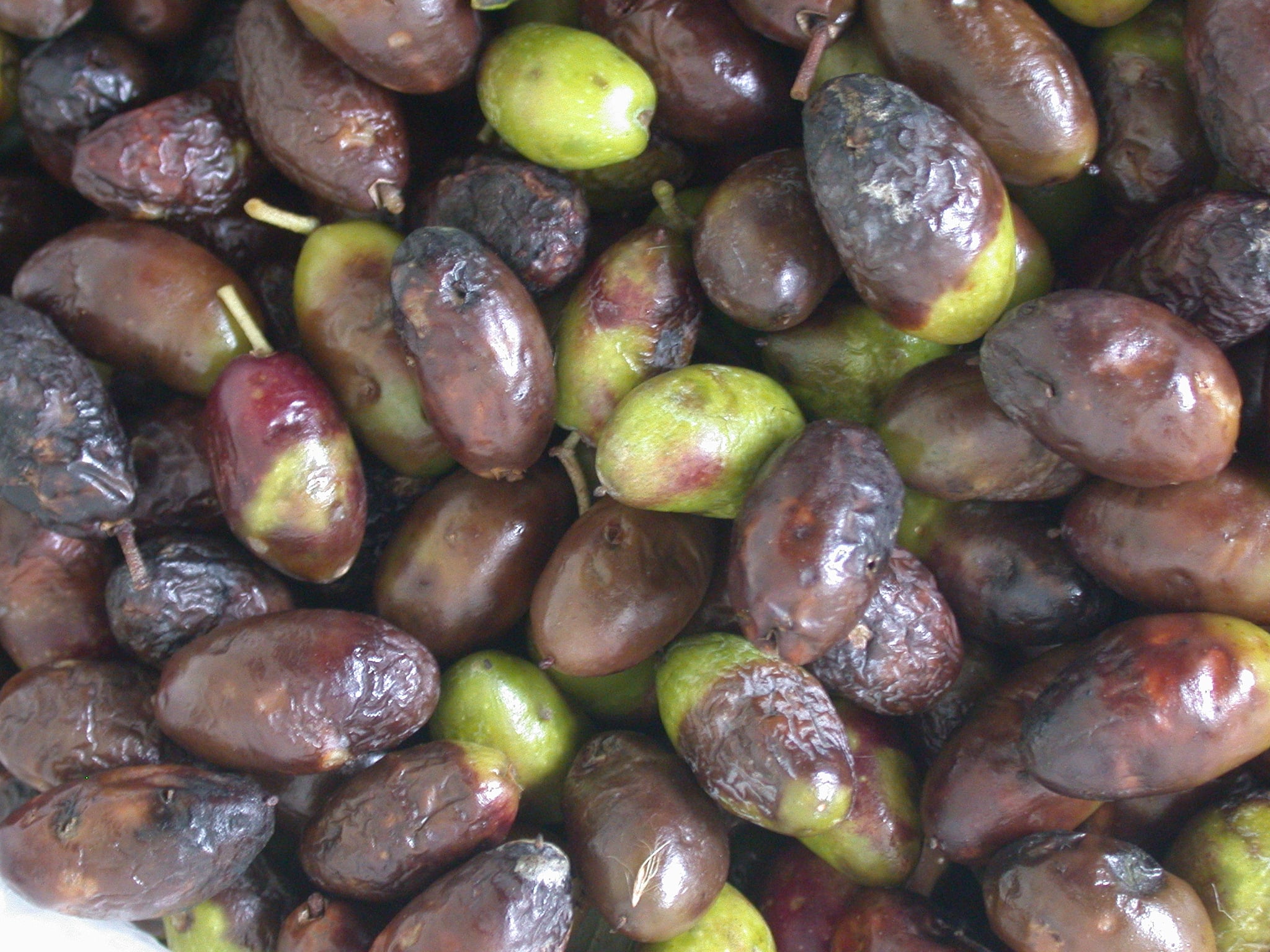 marciumi di olive con danni da mosca