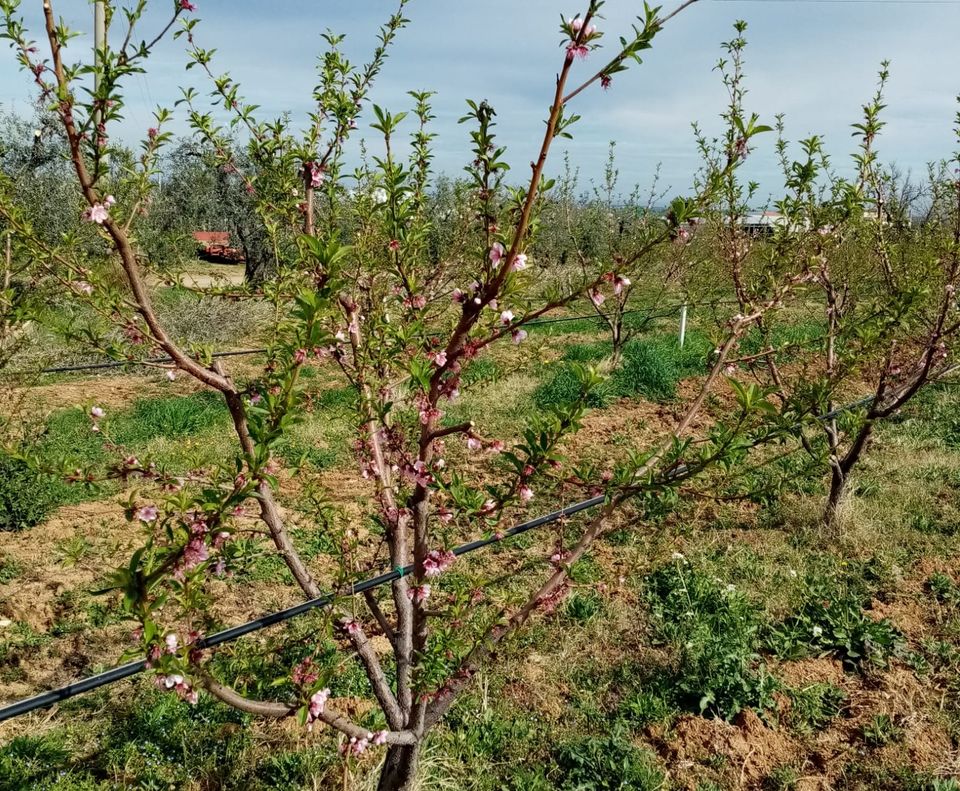 Piante di nettarine in fase di inizio scamiciatura