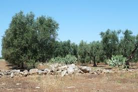 Piantagioni di ulivi, in Basilicata la Xylella non ha colpito 
