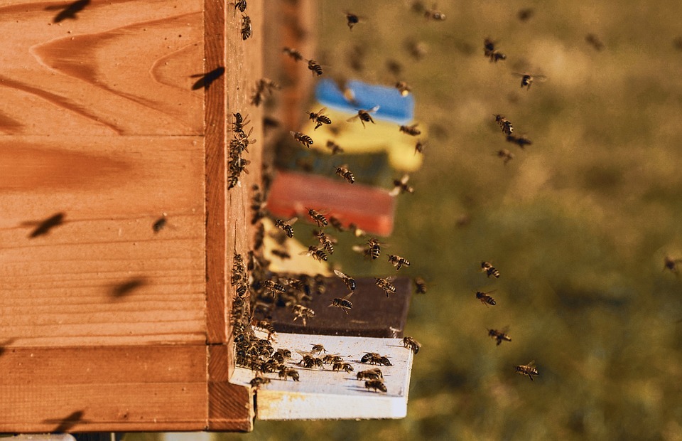 Biomonitoraggio di Federazione Apicultori e Forestali sugli apiari urbani 