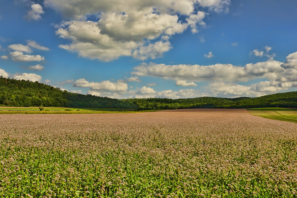 Finanziamenti da 700 milioni della Bei per aziende che si occupani di bio agricoltura