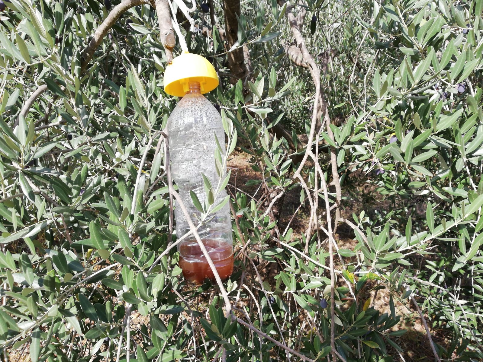 trappola a bottiglia per cattura massale di mosca delle olive