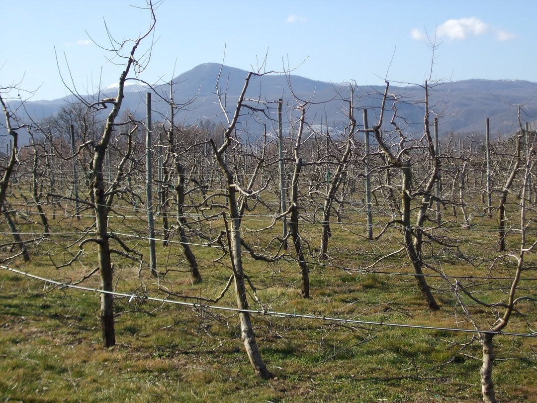 Meleto in fase di potatura in Alta Val d’Agri 