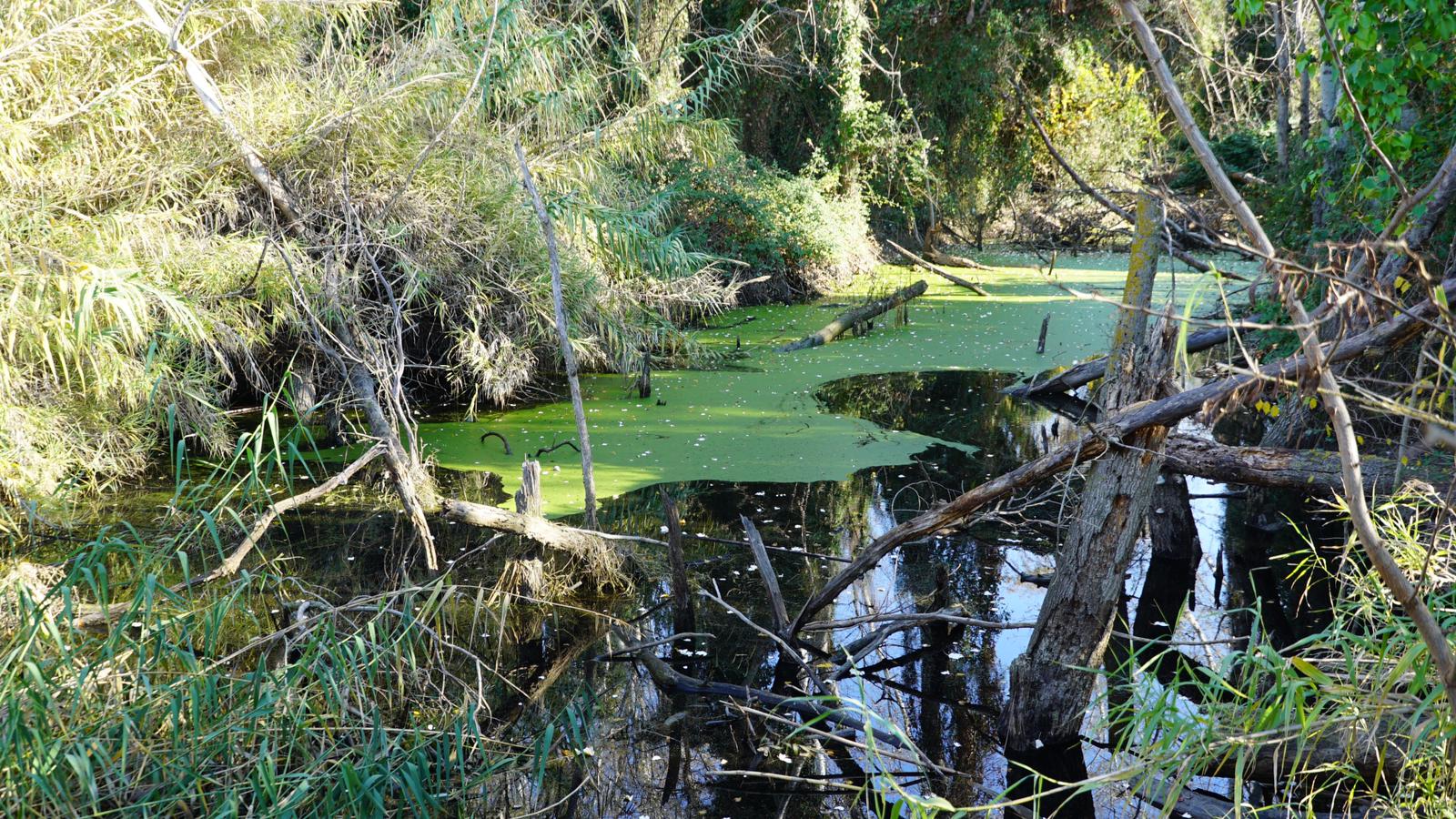 Il bosco igrofilo della Riserva Pantano di Policoro