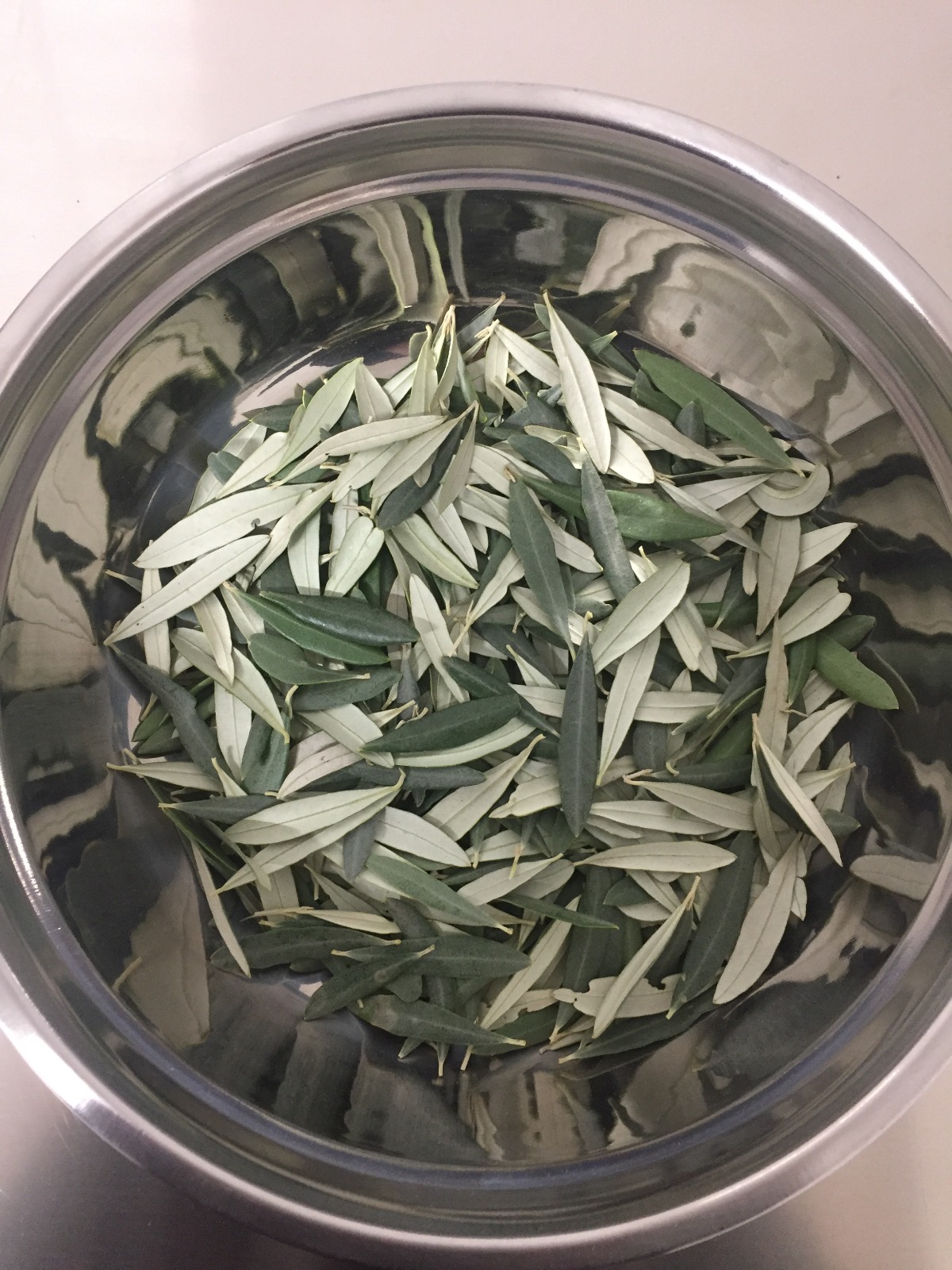 Le foglie di oliva utilizzate per  il Liquor di majatica
