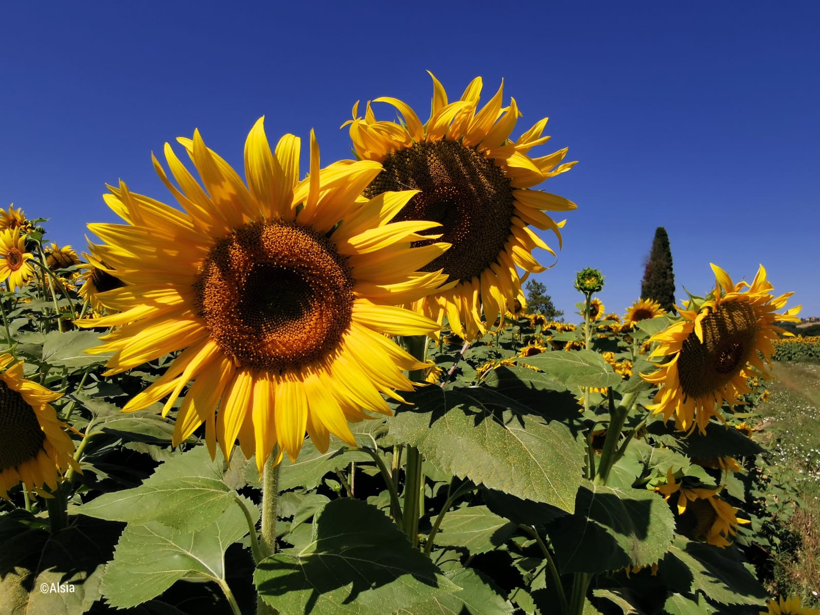 Copertina Agrifoglio