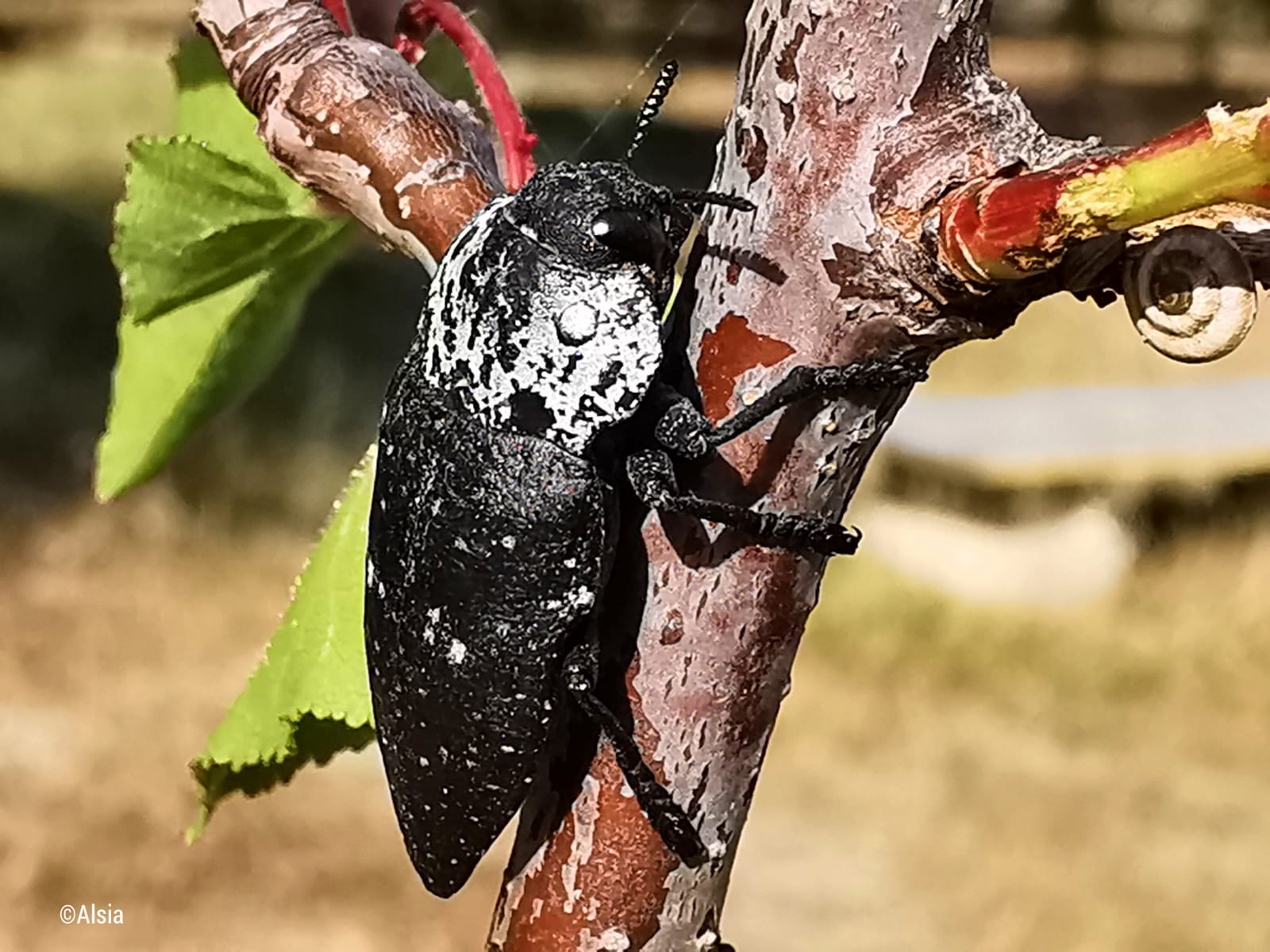 Capnodis tenebrionis su albicocco