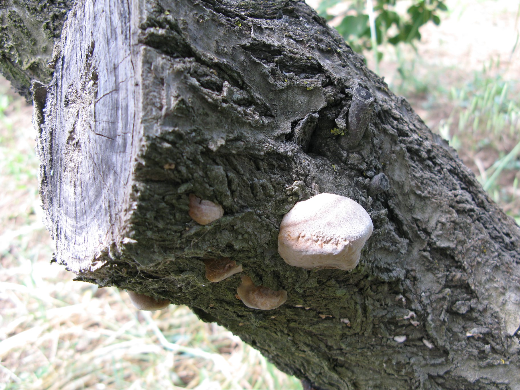Carpofori di un fungo agente di carie