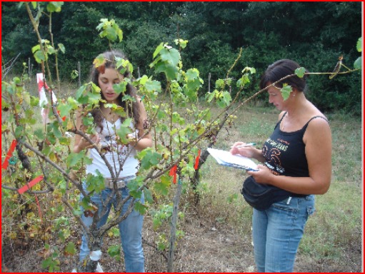 Monitoraggio in campo