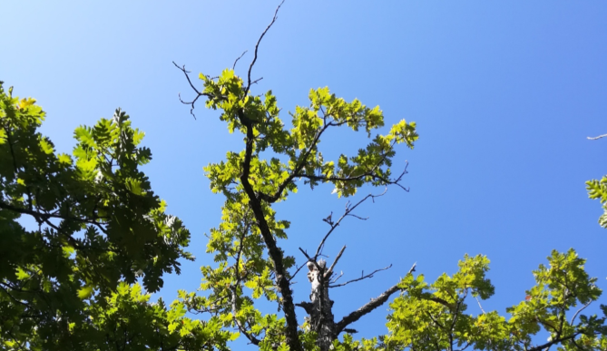 Cima di un albero di quercia in evidente stato di deperimento