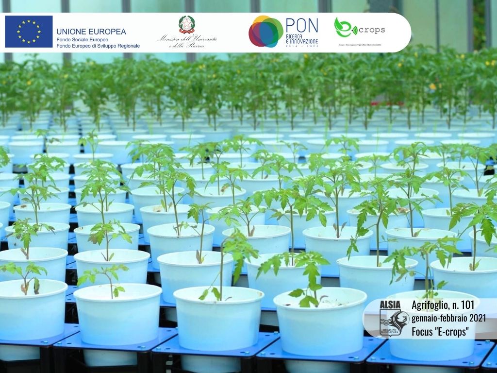 la piattaforma di plant phenomics del Centro Ricerche dell'ALSIA 