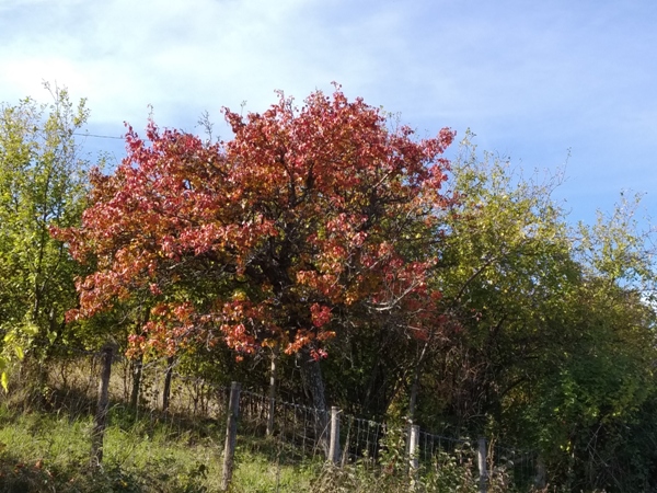 Il foliage di un vecchio pero