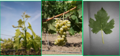 In verde i paesi con le aziende afferenti alla filiera ERVA Italia srl. I cerchi arancioni rappresentano la Coop. Sud Officinale di Irsina (in alto) e l’Azienda Corradi di Pisticci (in basso)