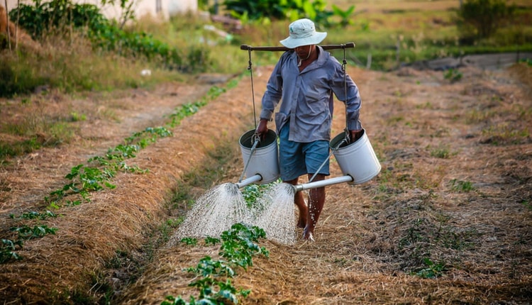 Nei primi mesi del 2020  nelle campagne lucane sono stati assunti  oltre 11 mila lavoratori secondo i dati del Coordinamento del tavolo nazionale anticaporalato 