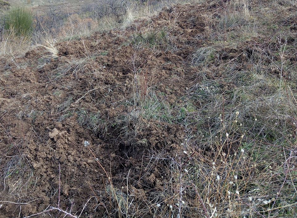 Terreno rivoltato da cinghiali 