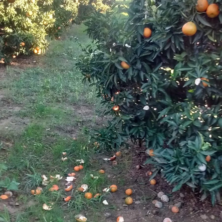 Danni da cinghiali su clementine