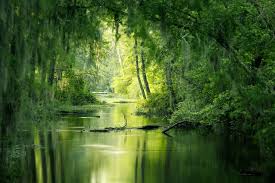 La difesa di foreste e aree fluviali è al centro delle politiche del Green deal e delle comunicazioni della Commissione europea al Parlamento 