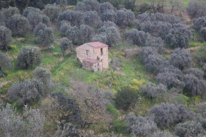 Tipico oliveto tradizionale