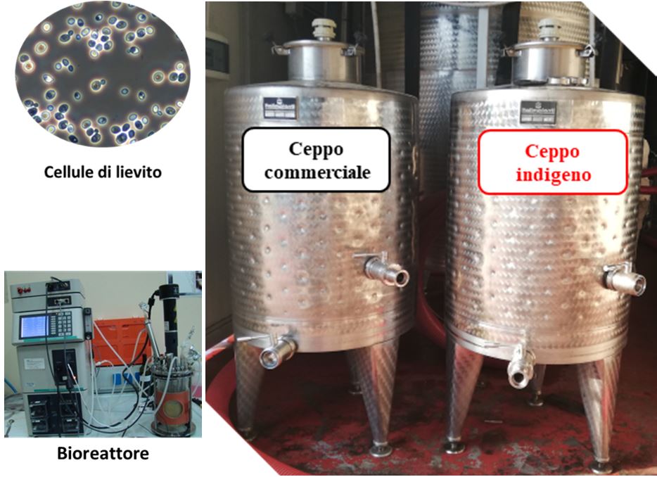 Figura 8. Prove di fermentazione in cantina con ceppo indigeno prodotto in bioreattore in laboratorio e ceppo commerciale