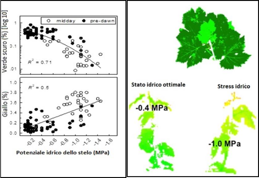 Figura 5. Relazione tra la componente gialla e verde scuro della foglia con lo stato idrico della pianta. I grafici indicano che al diminuire della disponibilità idrica aumenta la componente gialla del colore mentre diminuisce quella verde scuro (rielaborato da Briglia et al. 2019).