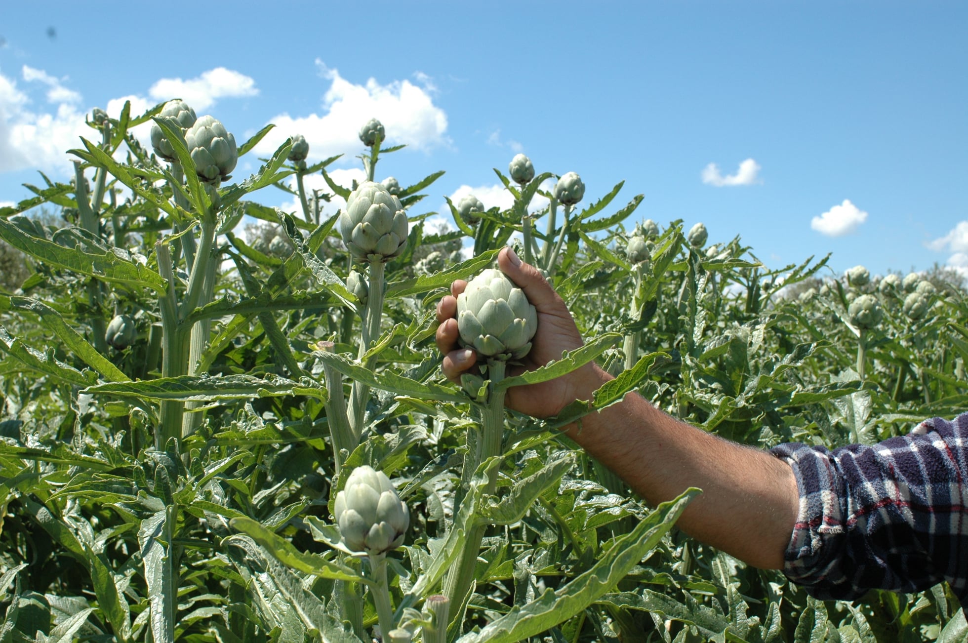 Coltivazione di carciofi da caglio