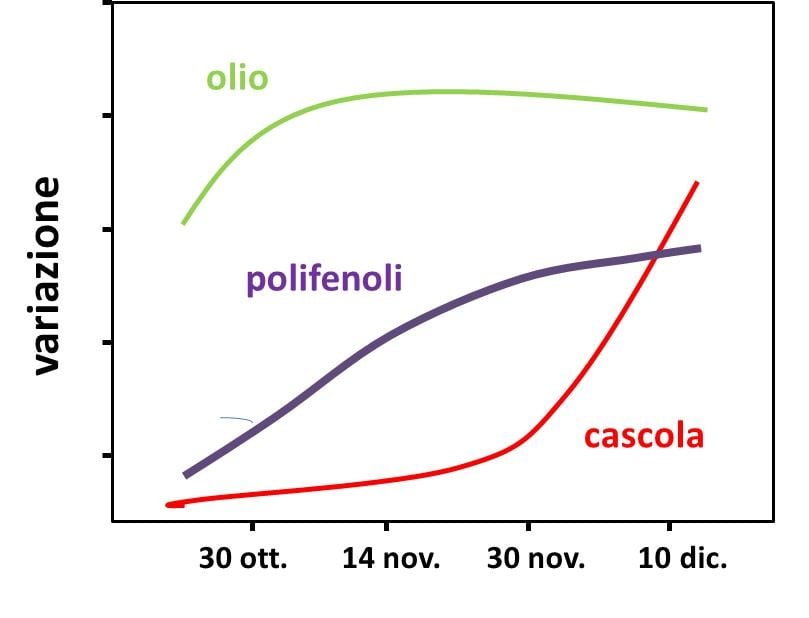Fig. 1 – Esempio schematico della variazione media del contenuto di olio, di polifenoli totali e della cascola di olive durante la fase finale di maturazione
