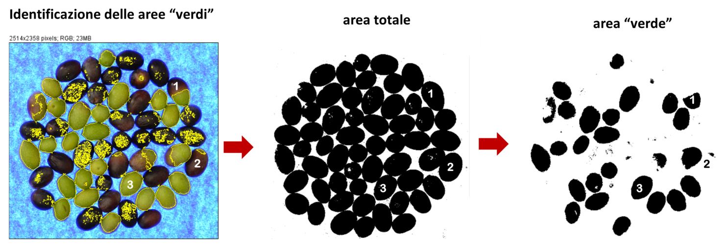 Figura 4 – Esempio del processo di individuazione e quantificazione delle aree di colore “verde” rispetto all’area totale eseguita sull’immagine di olive della cv Frantoio. I numeri 1, 2, 3 indicano olive con diverso livello di invaiatura nelle varie fasi.