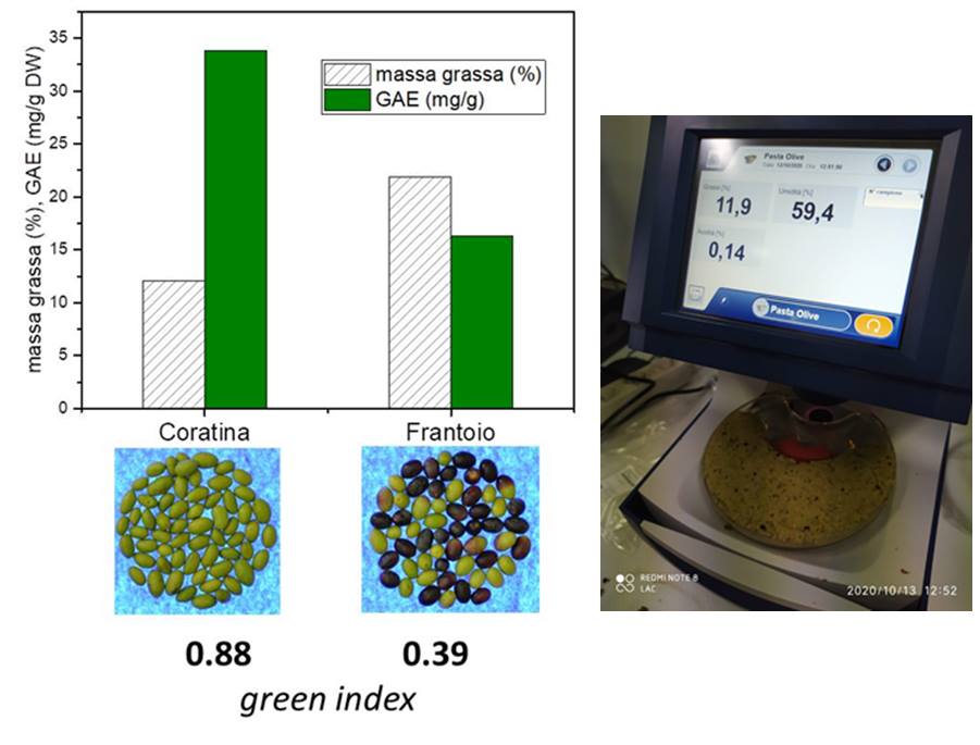 Figura 5 – Contenuto di massa grassa (%) determinata con analisi NIR della pasta (vedi strumento sulla destra) e dei polifenoli totali (GAE) determinati analiticamente in laboratorio in olive a diverso livello di indice di verde. 