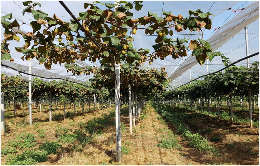 Foto 1 – Piante di actinidia con evidenti segni di brusone fogliare causato da stress da carenza idrica.