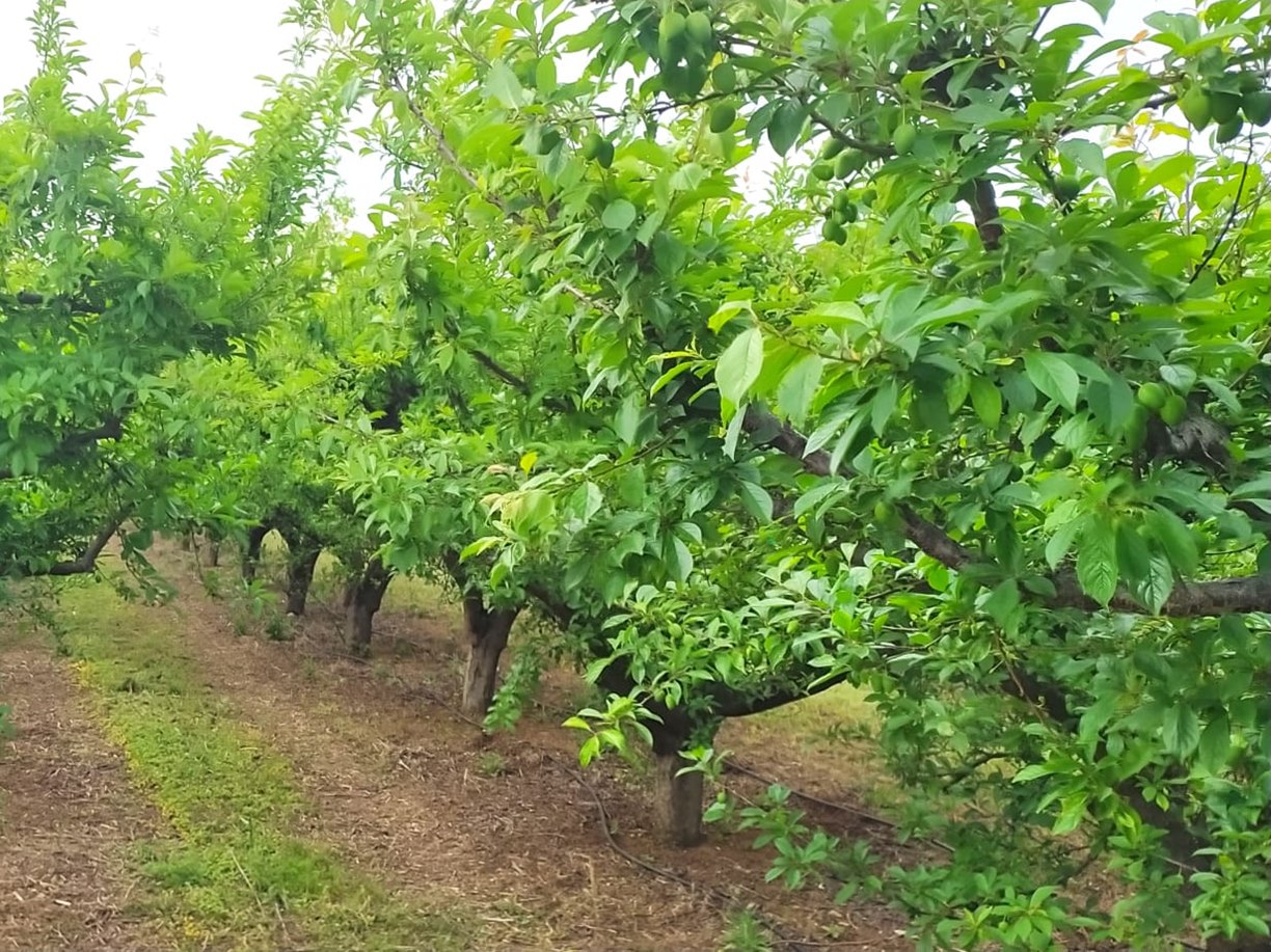 Piantagione di Susino