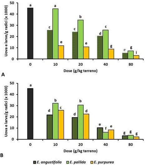 Figura 2. Efficacia nematocida di biomasse di differenti specie di Echinacea su radici di pomodoro (Laquale et al., 2020, modificata). (A = biomassa aerea; B = biomassa radicale di Echinacea spp.) 