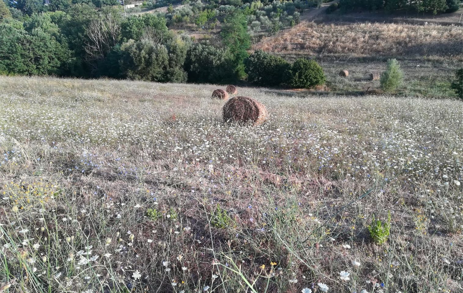didascalia.