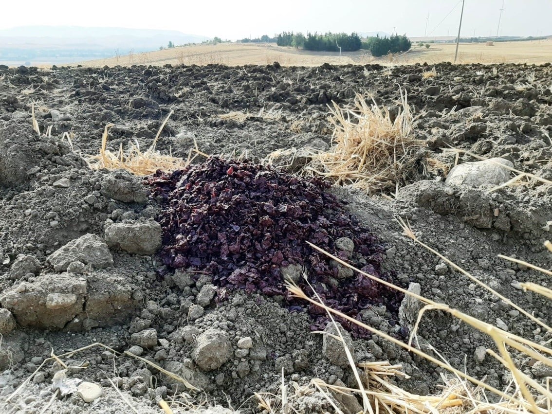 Figura 1: Vinaccia smaltita tal quale sul terreno