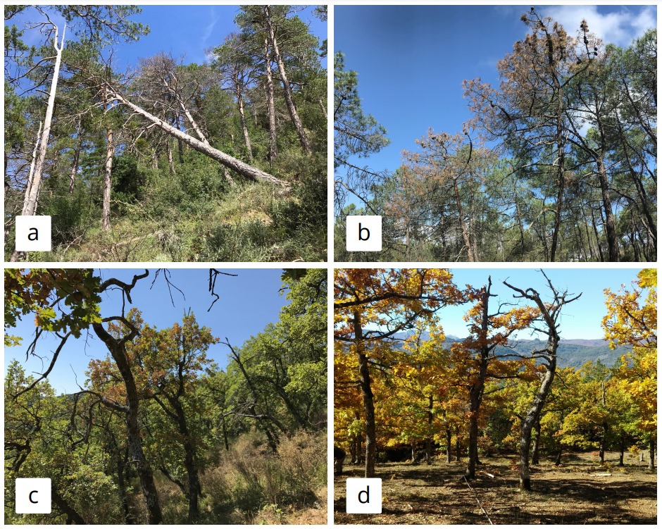 Figura 2. Calomarde (Spagna), popolamento di Pinus sylvestris; Orera (Spagna), popolamento di Pinus pinaster; Gorgoglione (PZ), popolamento di Quercus cerris e Quercus pubescens; San Paolo Albanese (PZ), popolamento di Quercus frainetto