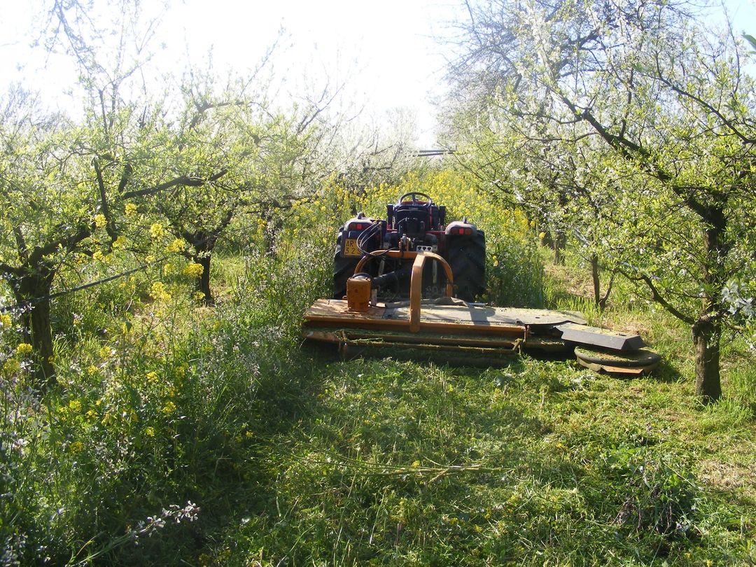 Figura 5. Azienda Angelone - Frutteto inerbito