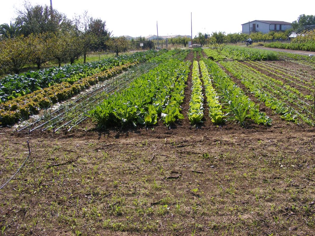 Figura 7. Azienda Angelone - L'orto assortito con diversi tipi di verdure