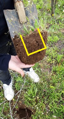 Figura 2. Prelievo della zolla di terreno per lo studio della qualità biologica del suolo