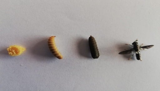 Ciclo di sviluppo di Hermetia illucens (uova, larva, pupa e adulto)