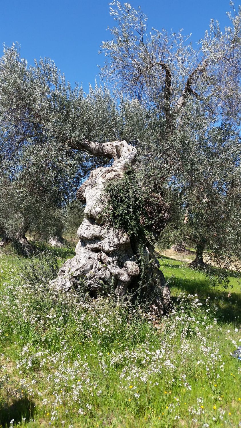 Olivo secolare varietà Maiatica in agro di Ferrandina (MT)