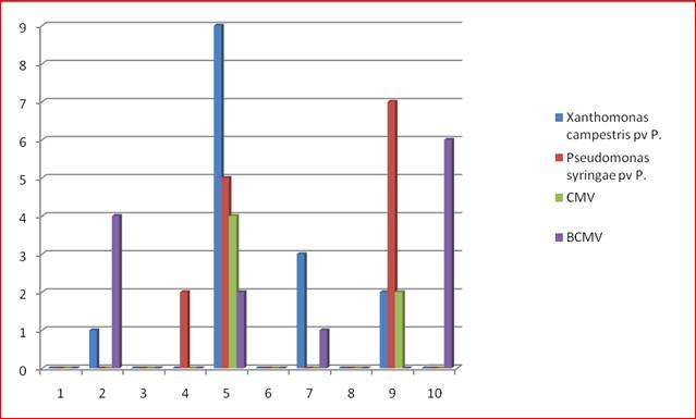 Figura 5. Risultati delle analisi effettuate per i quattro agenti eziologici ricercati
