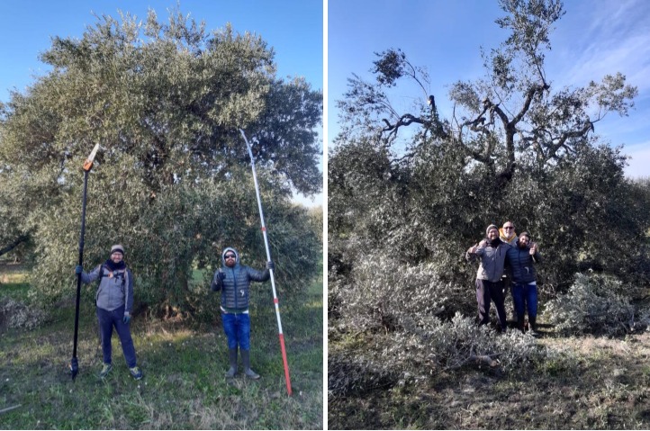 Figura 1. Oliveto secolare recuperato nei pressi di Matera. Lo stesso albero: prima (a sinistra) e dopo (a destra) la potatura a Vaso Policonico