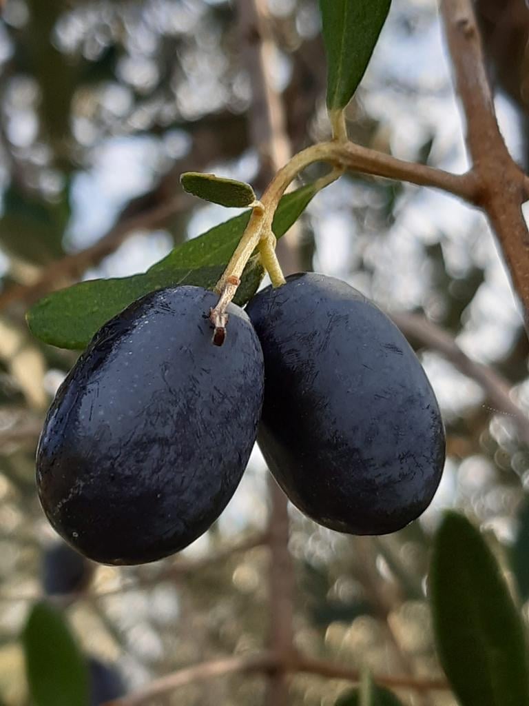 Figura 1.	Frutti della antica e poco conosciuta Gnannara dalla caratteristica forma a ghianda capovolta, particolarmente diffusa nell'agro materano