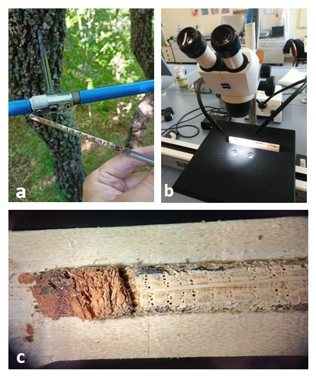 Figura 2: a) Estrazione di campioni legnosi con trivella di Pressler; b) Stereoscopio e dendrocronografo; c) Campione legnoso di Quercus pubescens Willd.