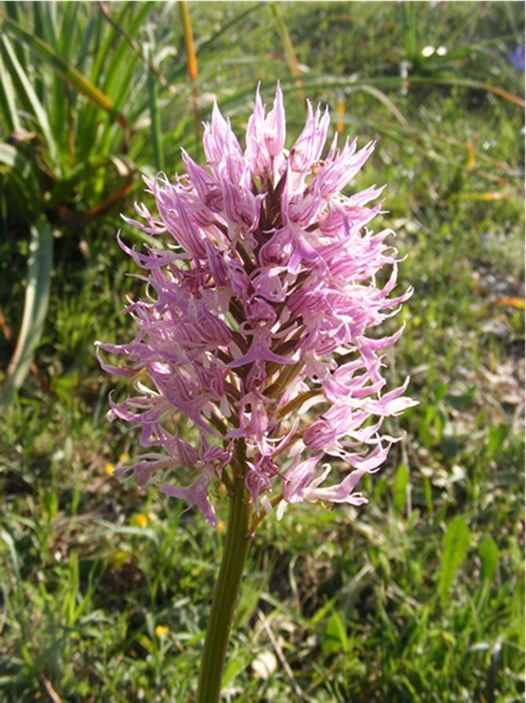 Figura 2. Orchis italica. ZSC Gravine di Matera (Foto Maria Pompili)