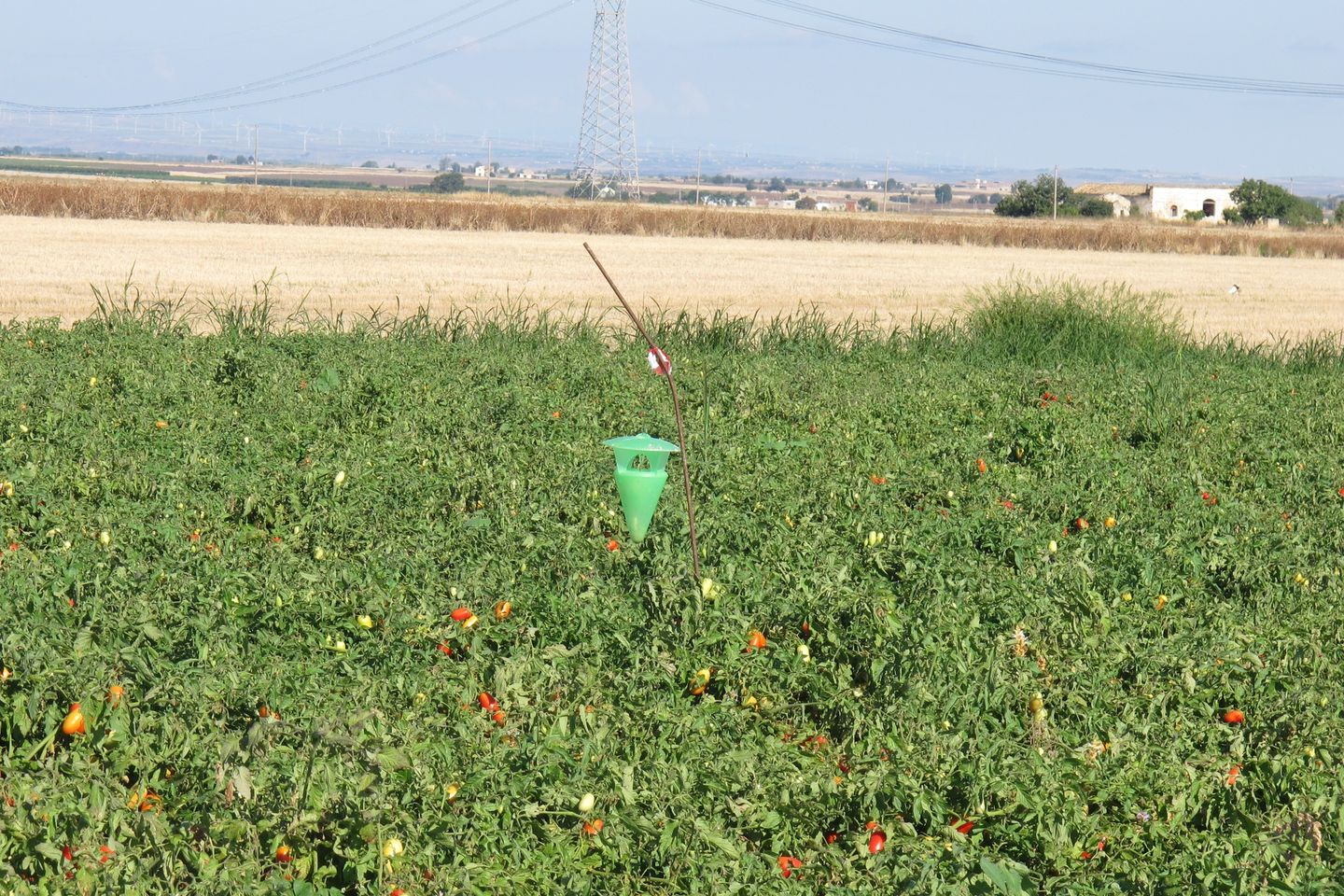 Pomodoro-trappola cattura massale Heliotis