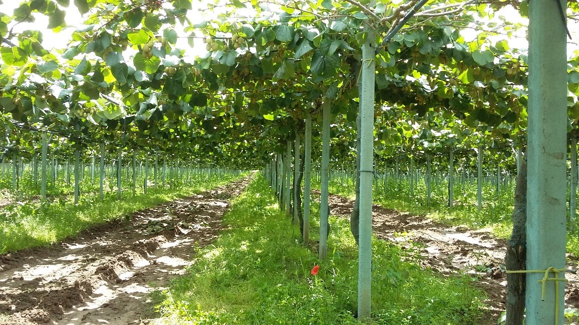 Foto 3. Actinidieto cultivar G3, Sito 1 situato in agro di Bernalda, impiantato nel 2013 con sesto d’impianto di 5 x 2 m